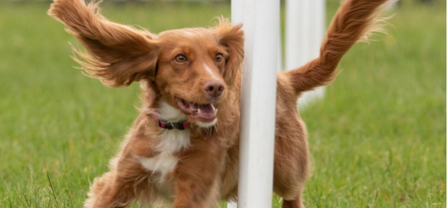 Treat your four-legged friend to a day out with a difference at Cirencester Dog Fest in the beautiful Bathurst Estate.  